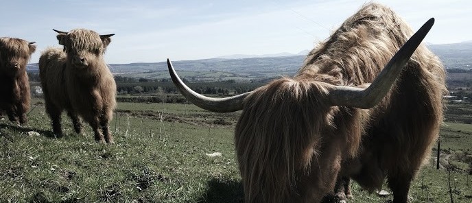 highlands on the hill at blackfieldfarm.com