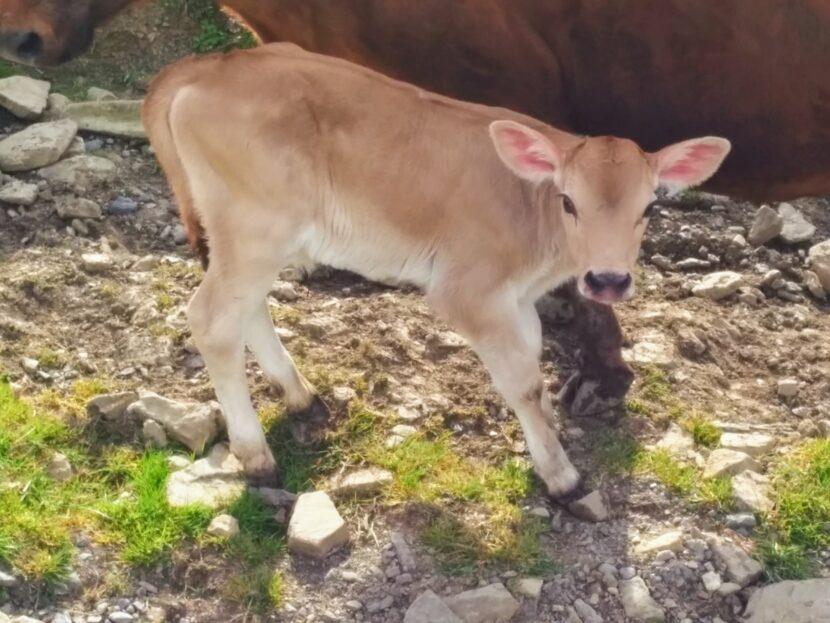 Why are cows bad for the environment | Black field farm