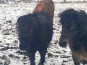 kerry bog ponies in the snow