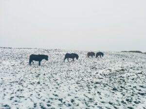 kerry bog ponies in winter