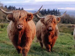 Highland cattle | Black field farm