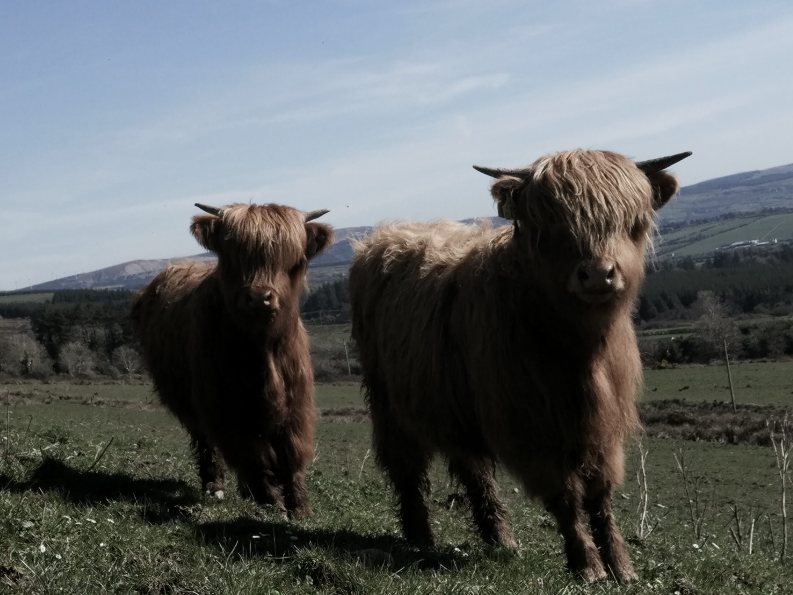 two young highland cattle at blackfieldfarm