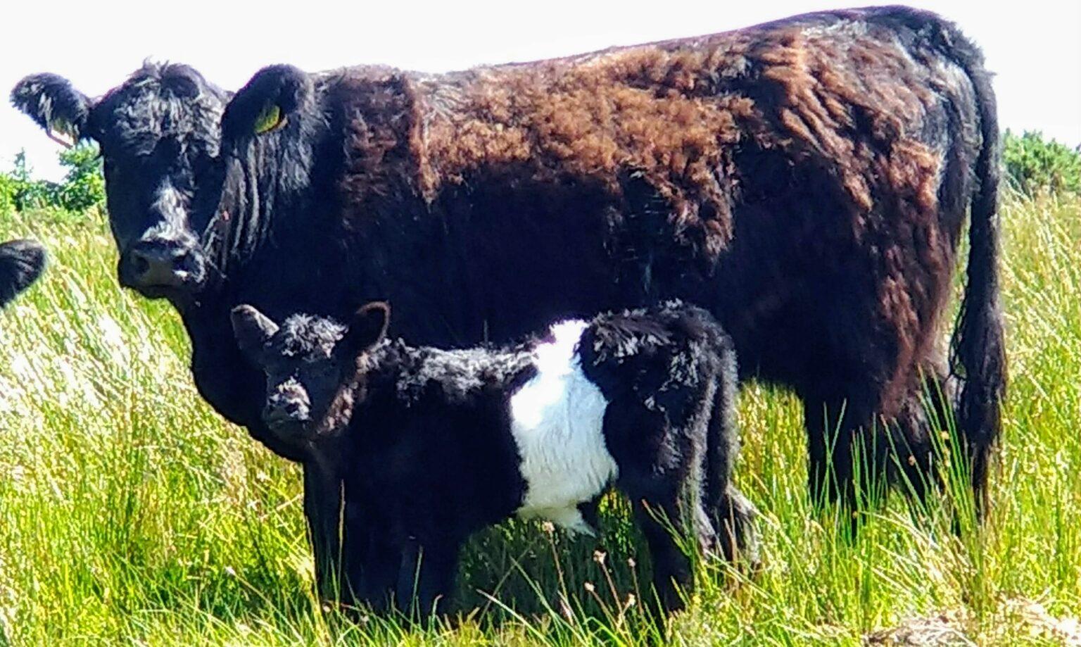 Belted galloway cattle | Black field farm