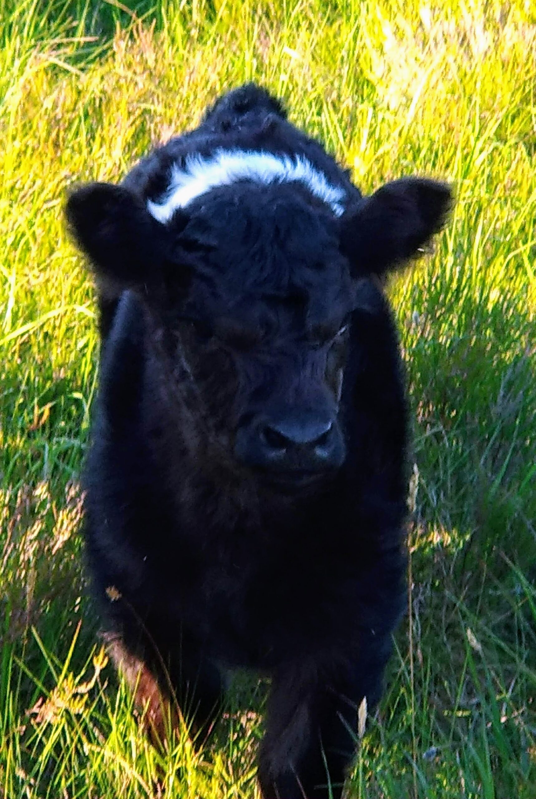 Belted galloway cattle | Black field farm