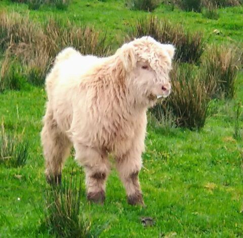 Highland cattle | Black field farm