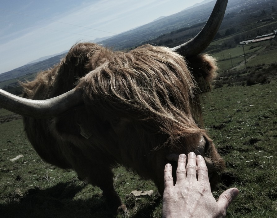 friendly highland at blackfieldfarm.com