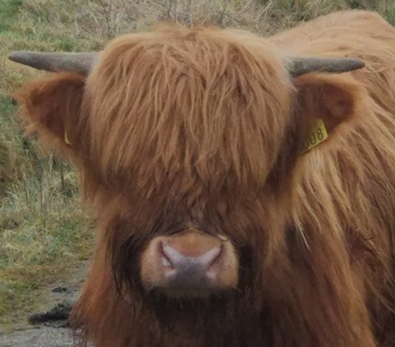 young highland at blackfieldfarm