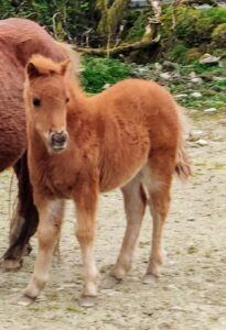 kerry bog pony foal