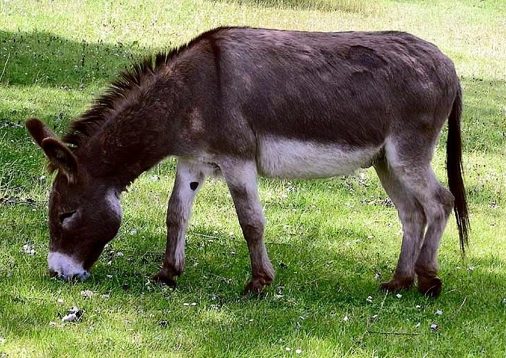 donkeys and ponies