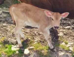 newborn calf at blackfieldfarm