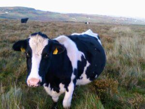 cow at blackfieldfarm.com