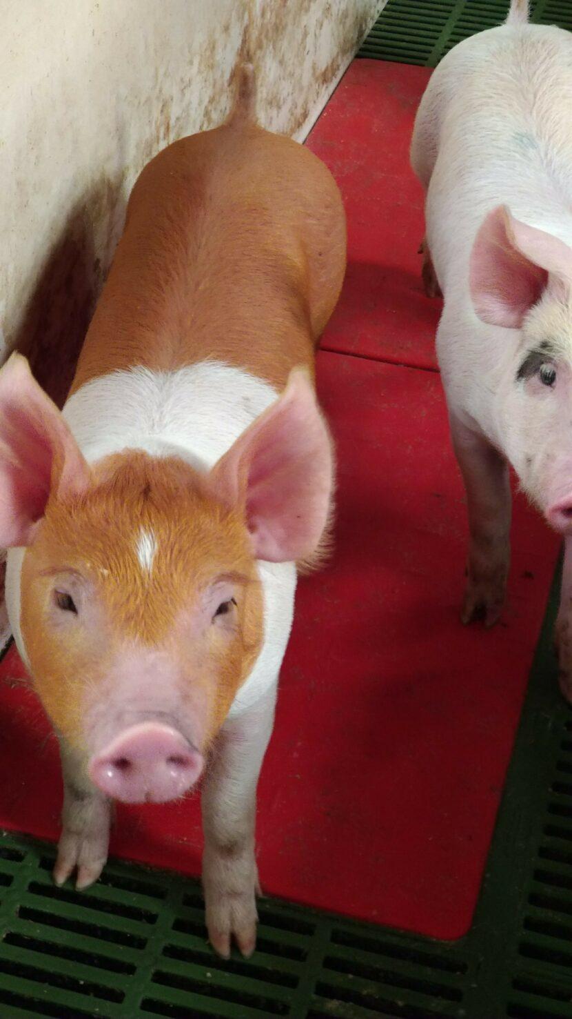The facts of pig farming