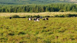 cattle grazing at blackfieldfarm