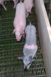 weaned piglets