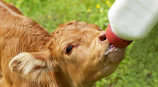 tips for bottle feeding calves