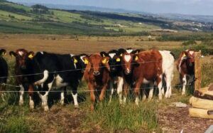 feeding calves