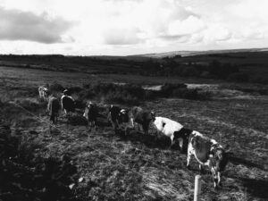 tips for bottle feeding calves