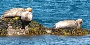 grey seals