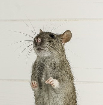 rodent control products