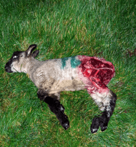 lamb taken by a fox