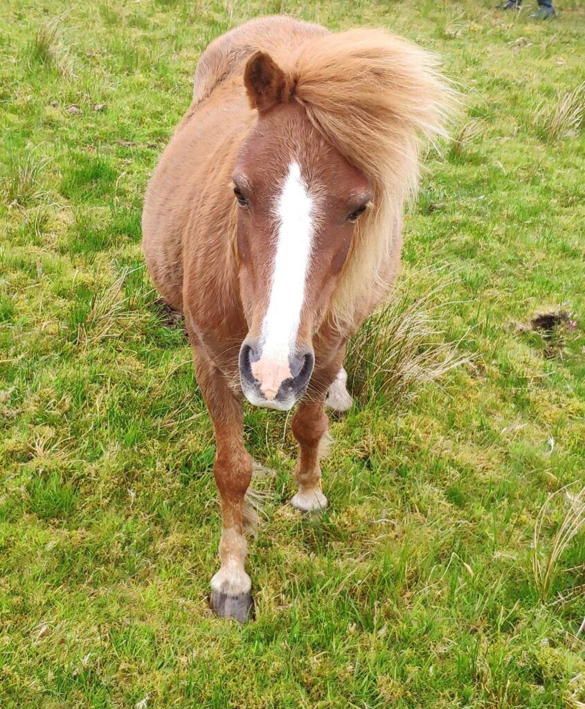 pony for sale