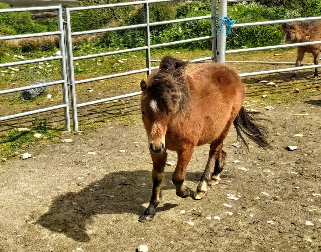 kerry bog ponies for sale