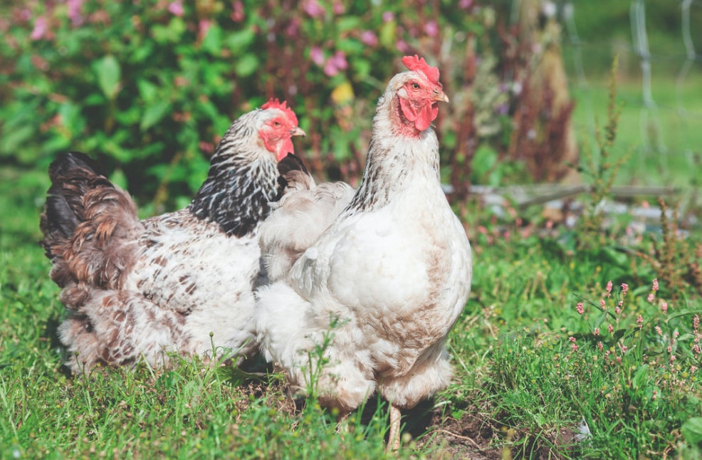 keeping chickens for beginners