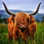 miniature highland cows | Black field farm