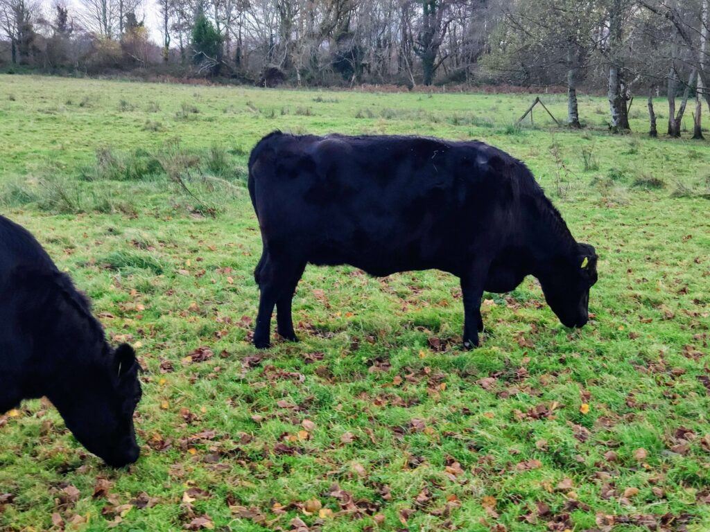 Kerry cows in Killarney