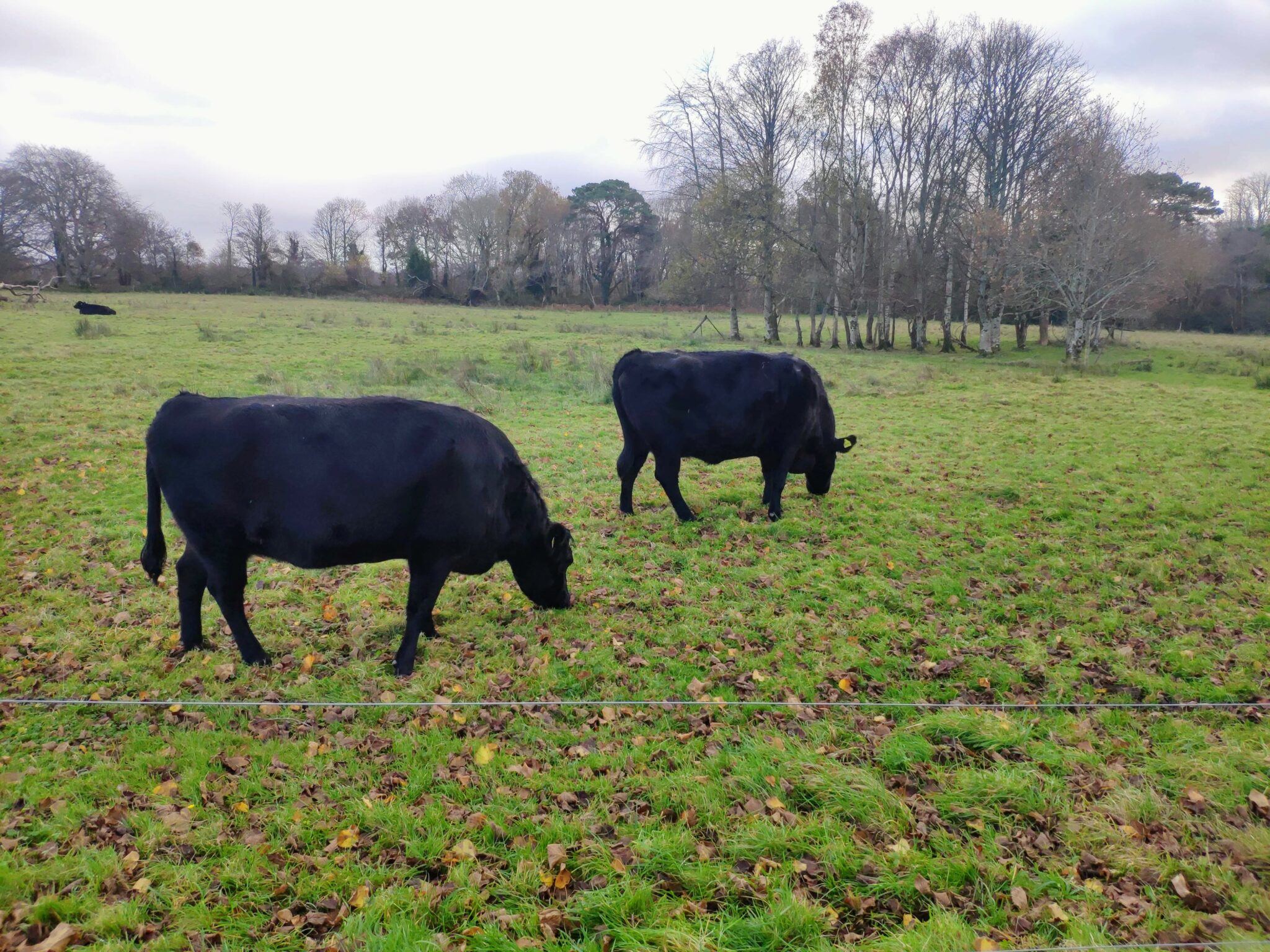 Irish cattle breeds | Black field farm