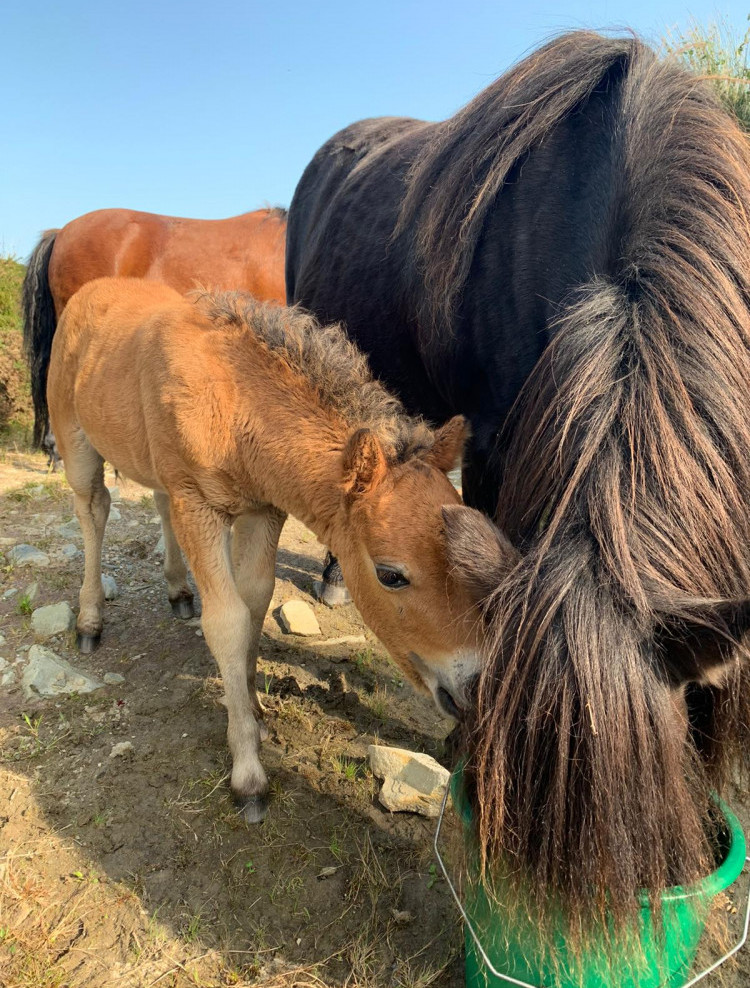 Kerry bog ponies at blackfieldfarm