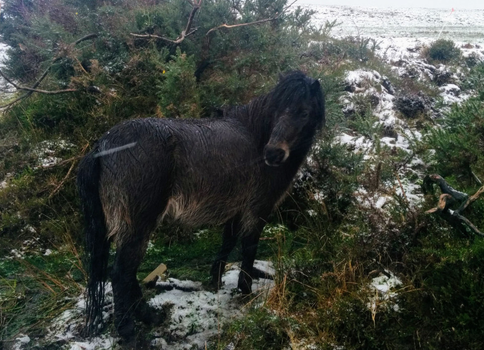 kerry bog pony in the snow at blackfieldfarm.com