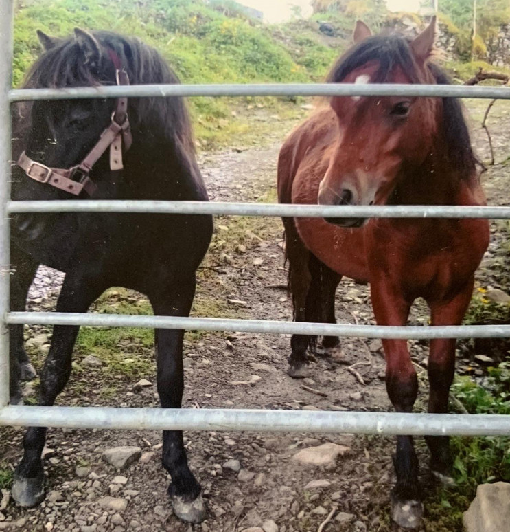 my little ponies at blackfieldfarm